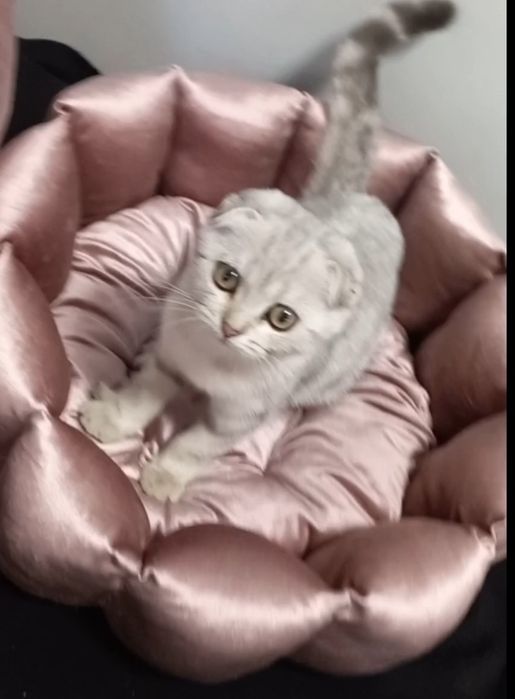 Лежанка- Lejankalar