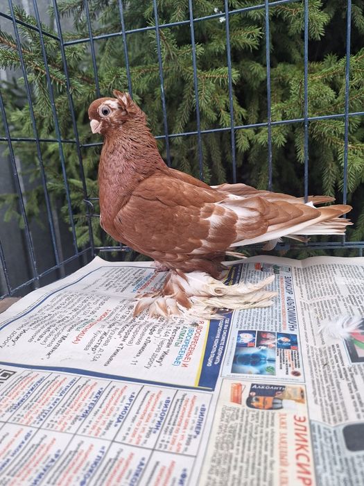 Продам голубку чанку