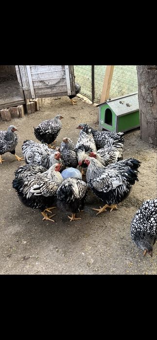 oua de vanzare Wiandotte