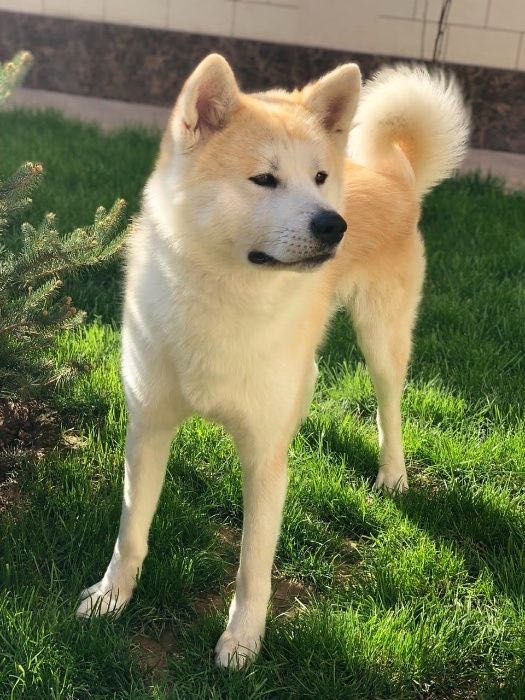 Кобель Акиты Ину готов на вязку.