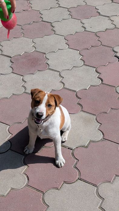 Джек Рассел Терьер 7 месяцев