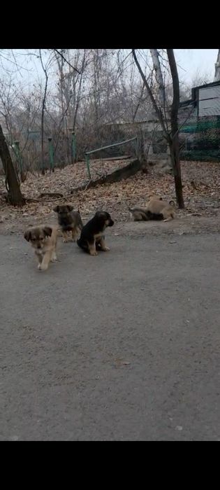 Щенки, в хорошие, добрые руки.