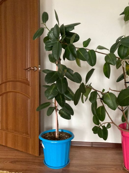 Продам цветы большие