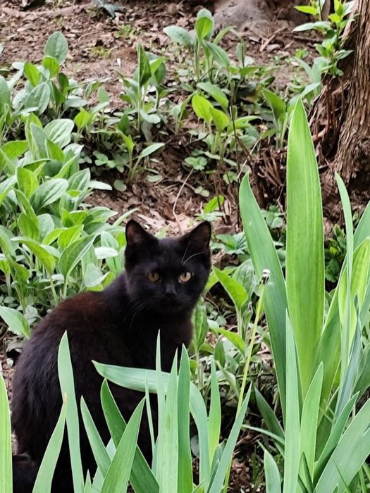 Британский котенок 3,5 месяца