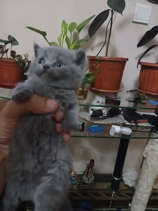 Котята британские скотиш фолд