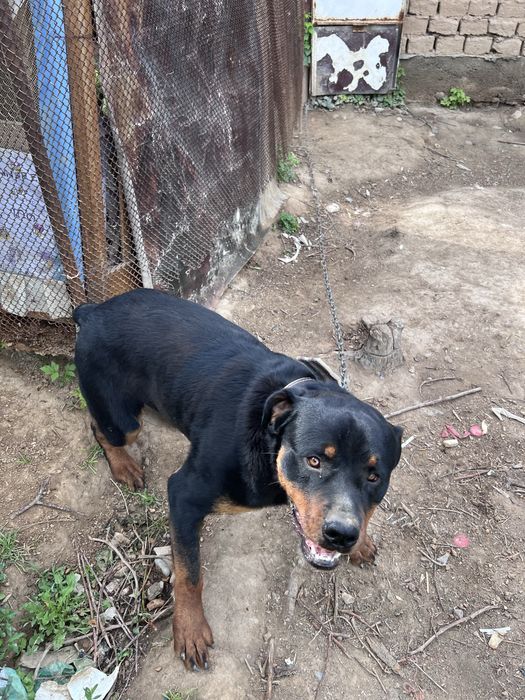 Срочна сотилади Rottweiler немецкая порода