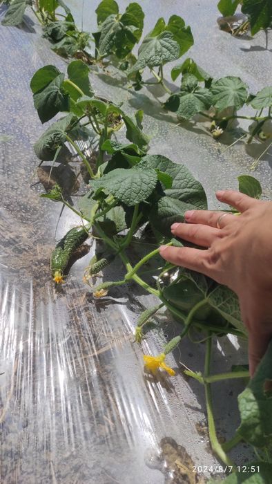 Участок КХ  70 соток