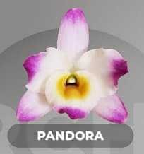 Орхидея Дендробиум (Dendrobium nobile)