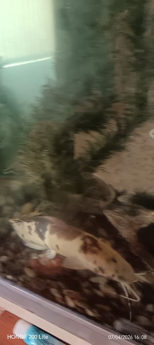 Продам Сомов клариус тигровые