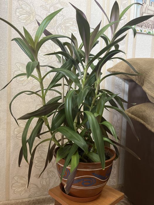 Продам комнатные цветы