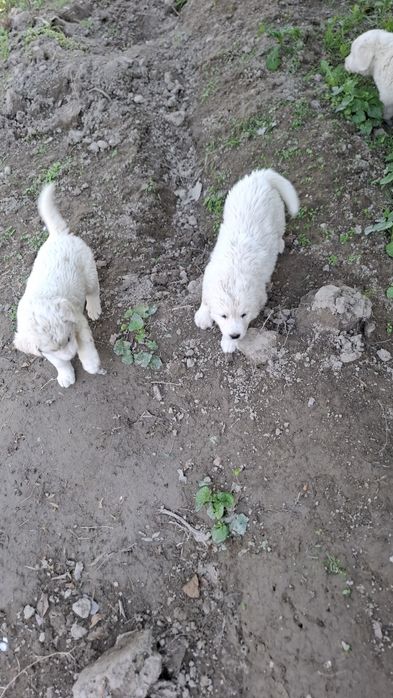 Алабай итлар сотилади.