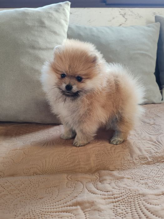 Померан мини мъжко и женско