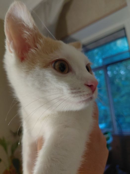 Котенок , девочка , отдаем