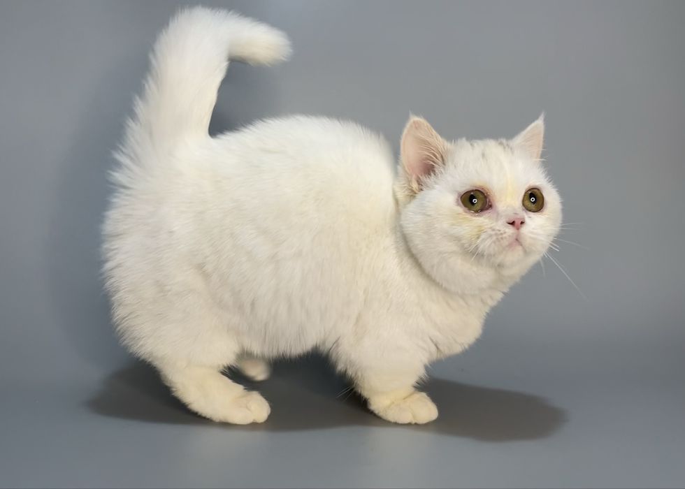 Продается кошечка манчкин