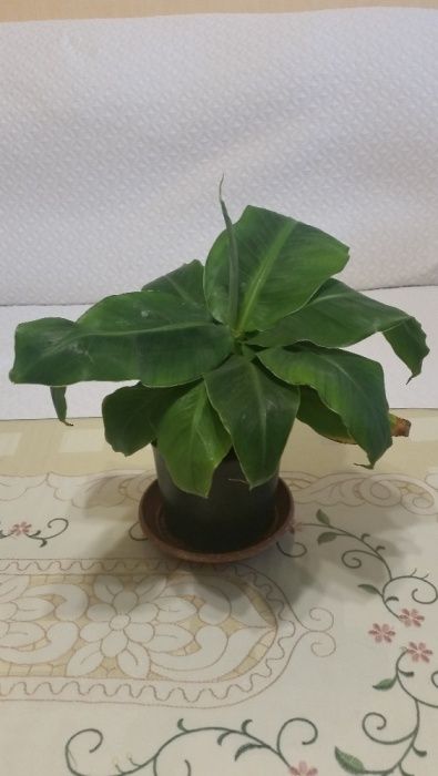 Продавам банани изгодно ПРОМОЦИЯ