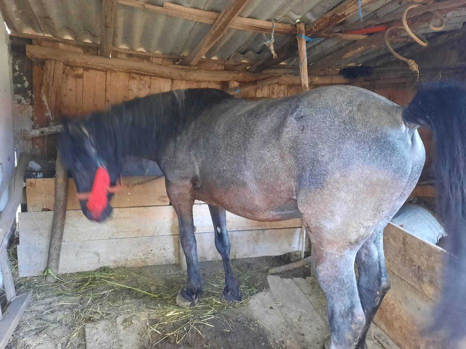 Vand cal in varsta de 7 ani, foarte bland si bun pentru munci agricole