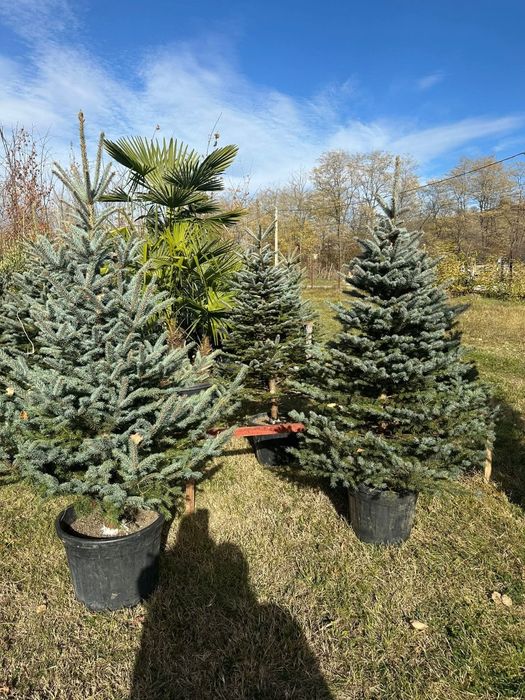 Brazi verzi și argintii