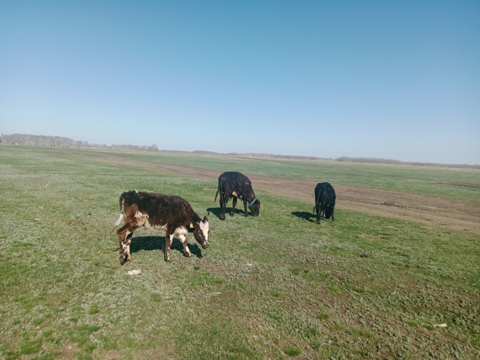 Продам телят прошлогодние