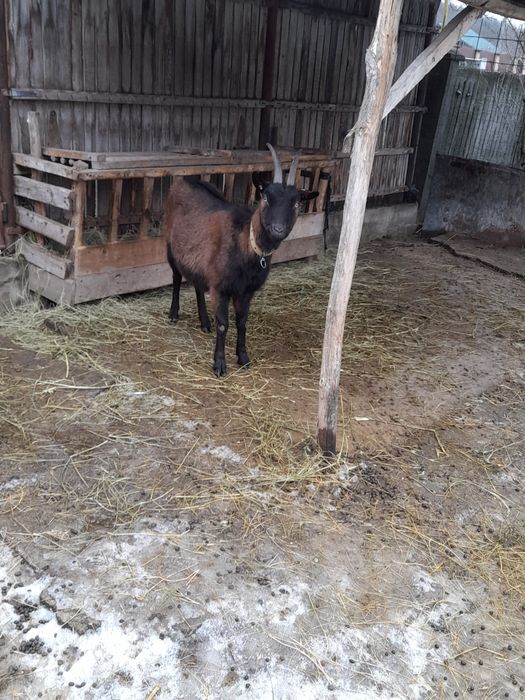 De vânzare alpin_francezå.