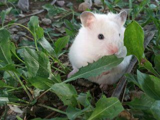Хомячки домашние
