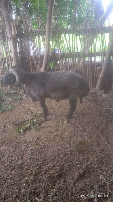 Qo'chqor sotiladi