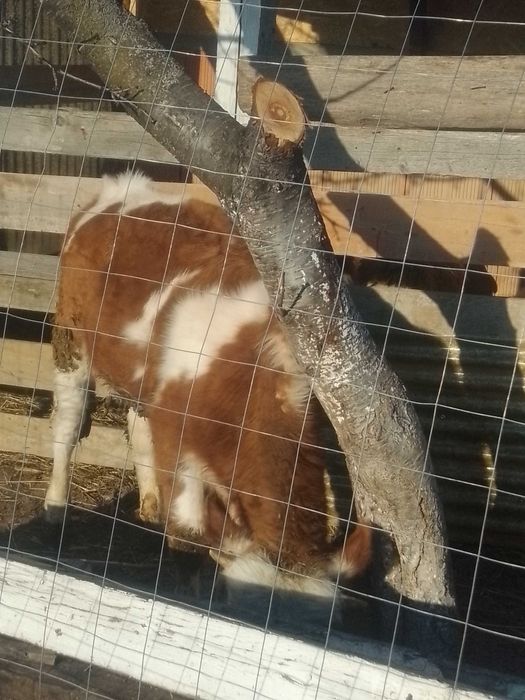 Vițel balțat românesc