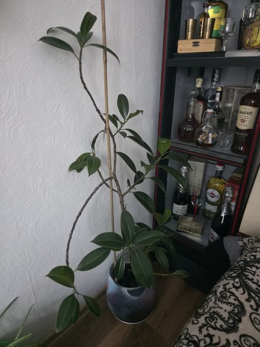 Продам цветы. Самовывоз