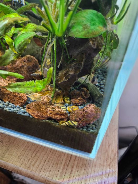 Новое потомство улиток- Хелен