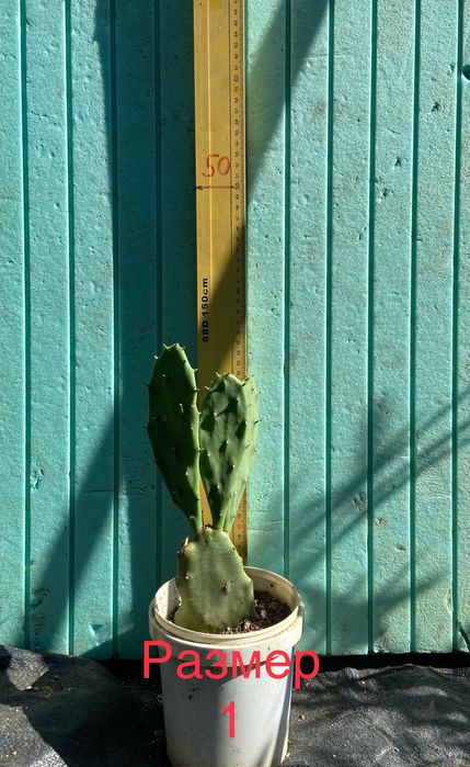 Смокиня индийска два вида, Кактус опунция, Opuntia ficus-indica Etna
