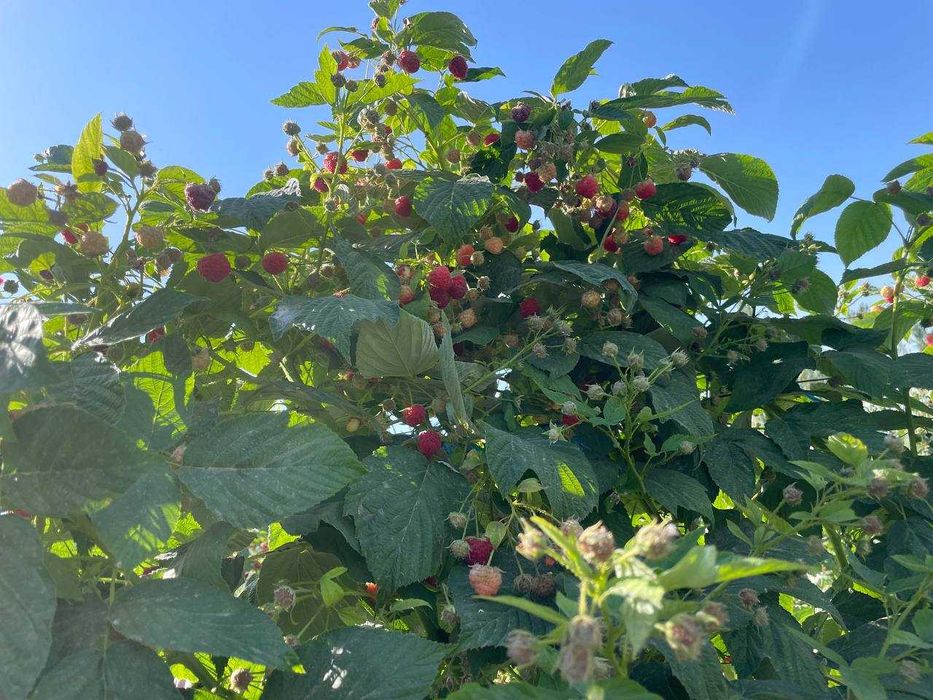 Паркентнинг энг ширин ва серҳосил малина кўчатлари сотувда!