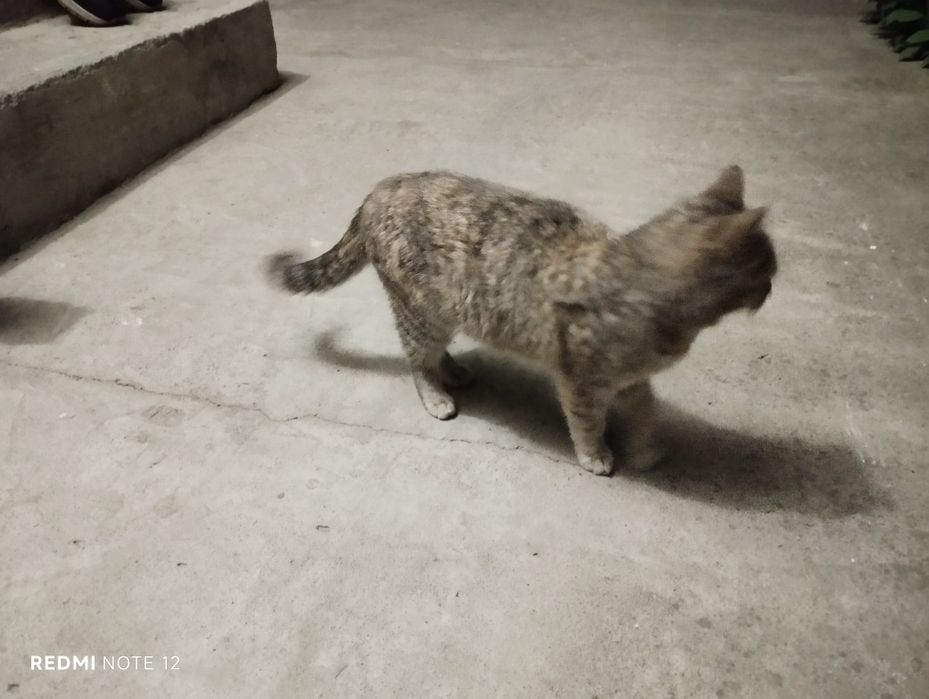 Кошки бесплатно в добрые руки