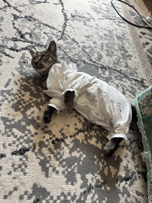 Котенок в добрые руки