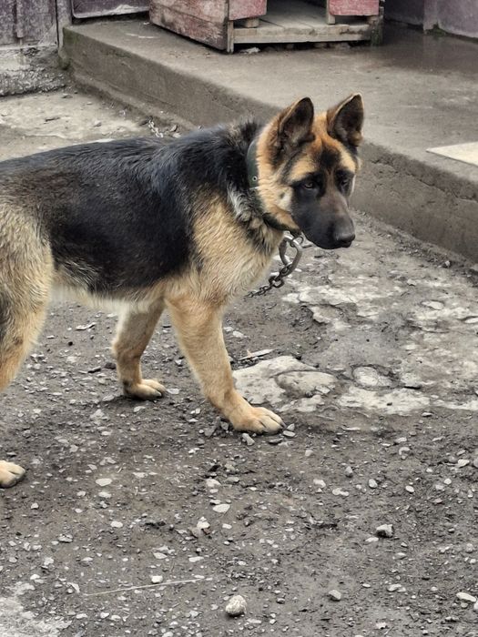 Продам немецкую овчарку