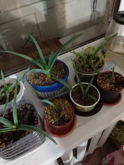 Продается Алоэ-Вера