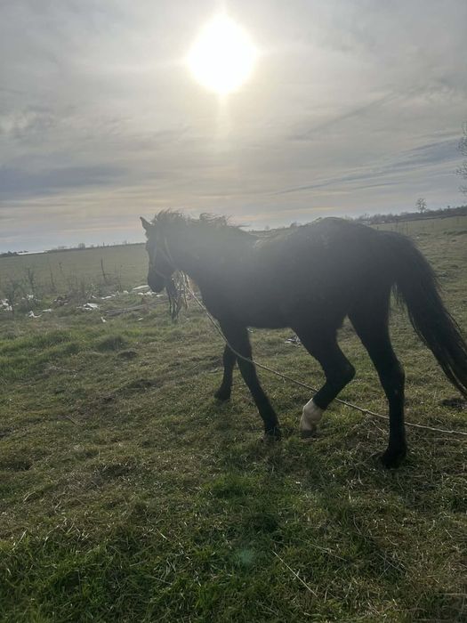 Manză Blanda de Vanzare !!!