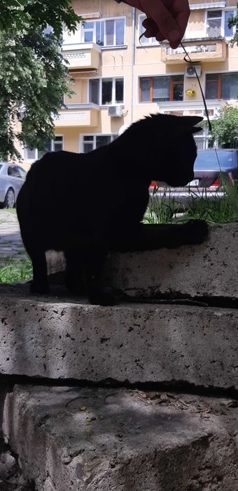 Мила и гушкаща  женска черна котка!