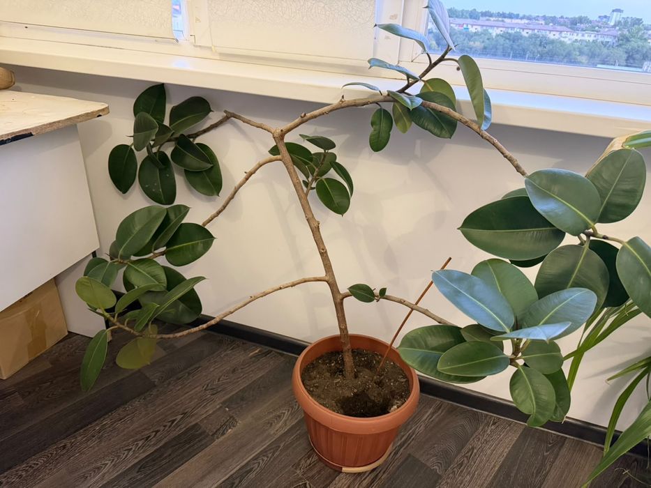 Продам домашний цветок фикус