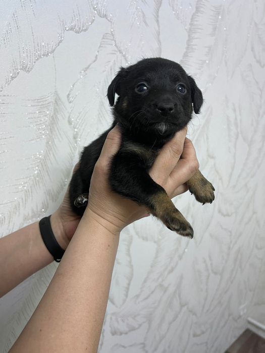 Щенки той терьер - пинчер