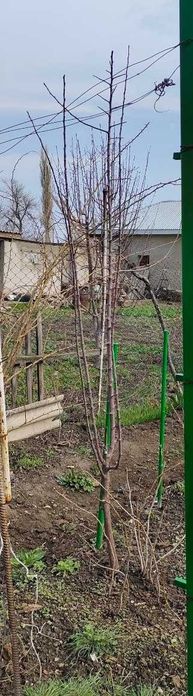 Саженцы көшеттер