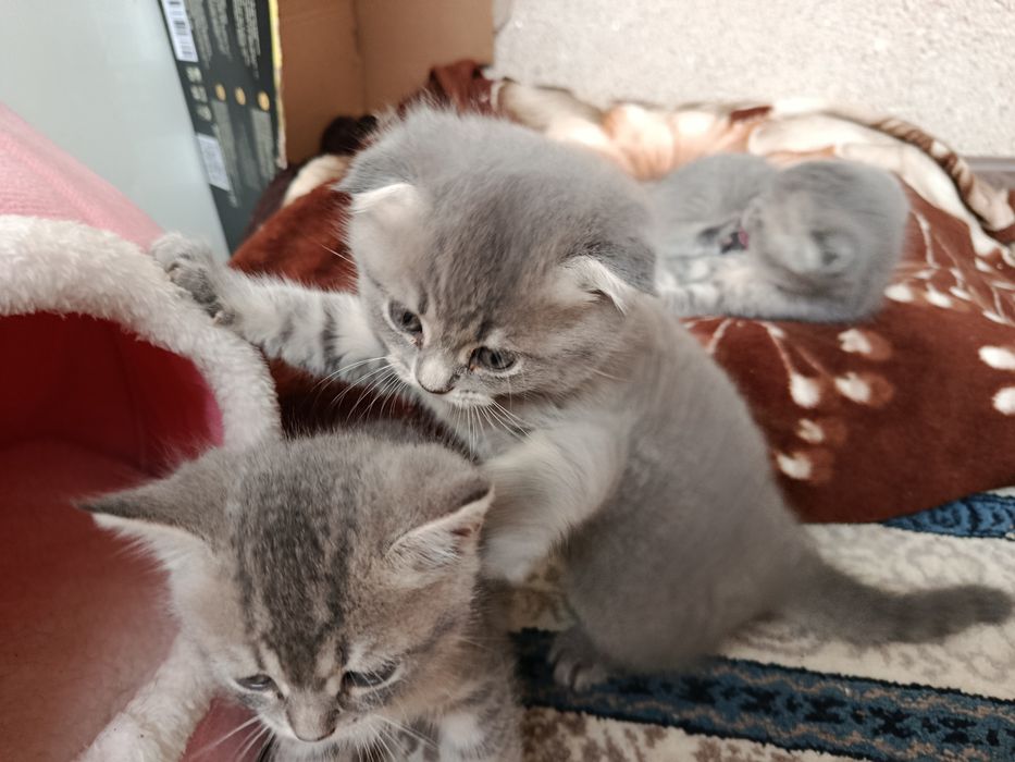 Продается кошки, парода веслаухие, отличный подарок на новый год