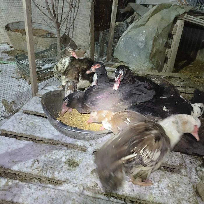 Продам индоуток (мускусных)