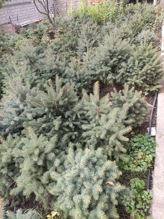 Голубая ель крымская
