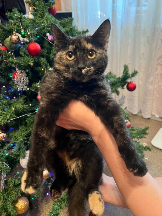 Котёнок 3 месяца