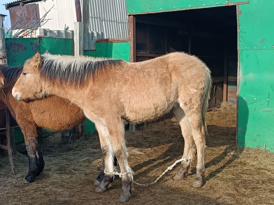 Продам жеребенка