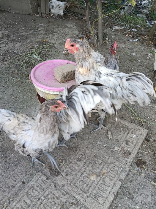 Vând cocoși australorp splash