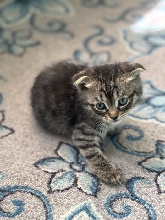 Продаем Кошку с котятами