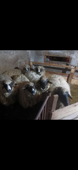 Vand 5miori si 1 berbec.