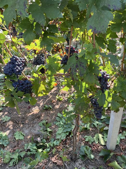 Vind struguri de vin