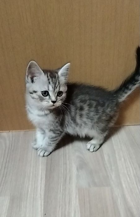 Шотландский котик.