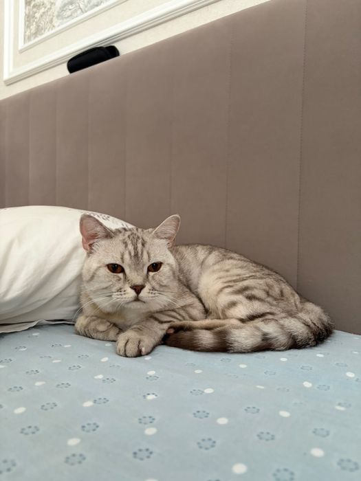 Продаю кота Скоттиш страйт